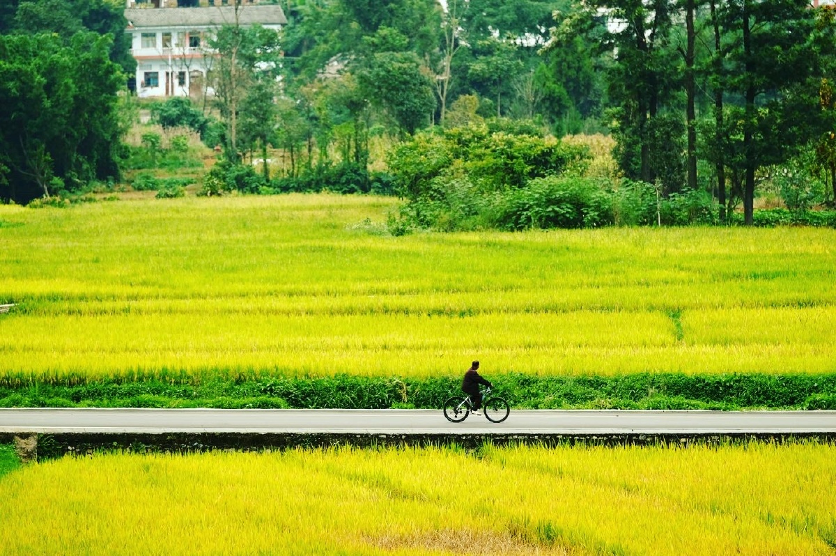 九月兴义万峰林雨后走在田间小路上稻田清香扑鼻远山在流云和迷雾里如