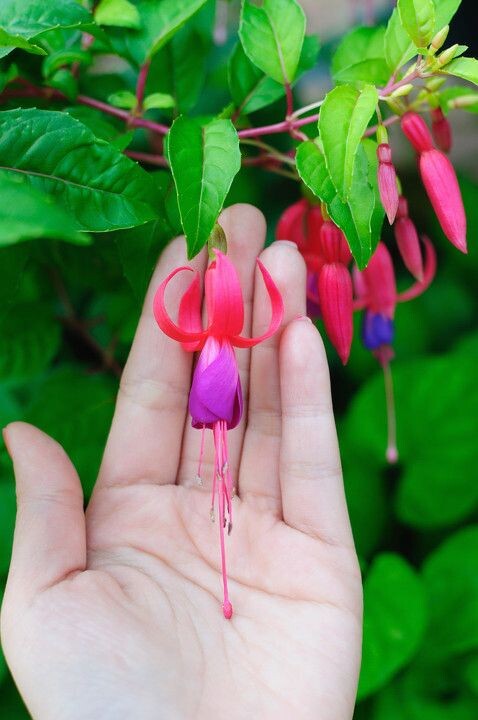 指上芭蕾<br />
