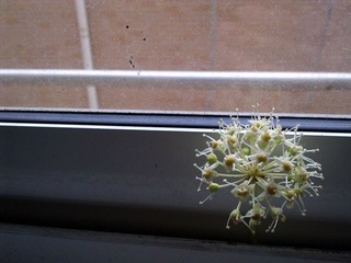 20101224323