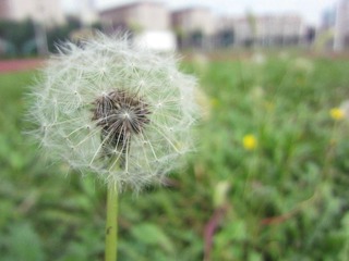 像蒲公英一样坚强