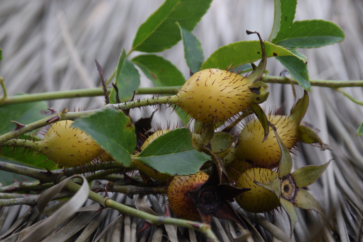 金樱子 吃起来麻烦