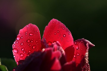 826366