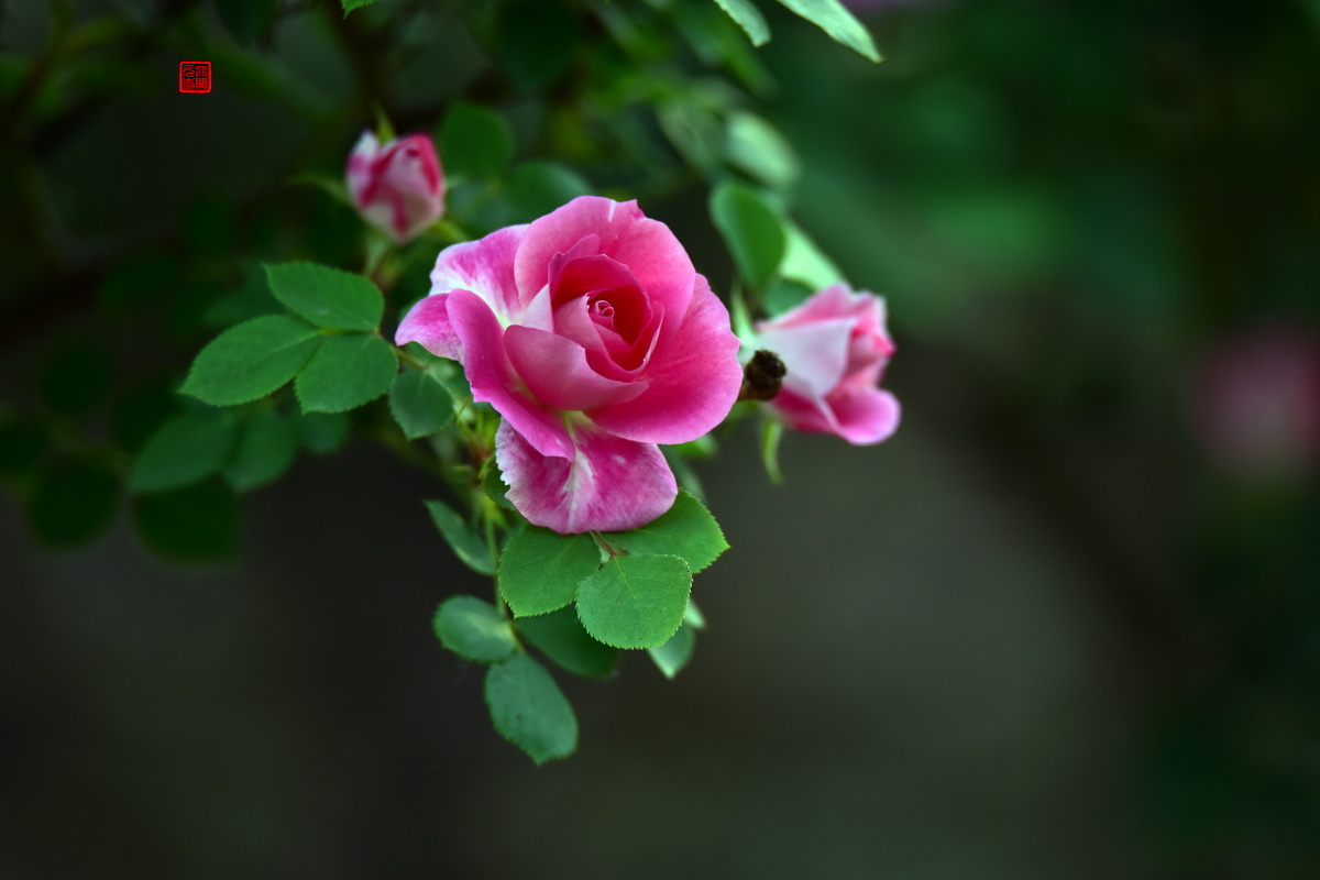 赠人玫瑰手留余香 - 我爱天空 - 图虫