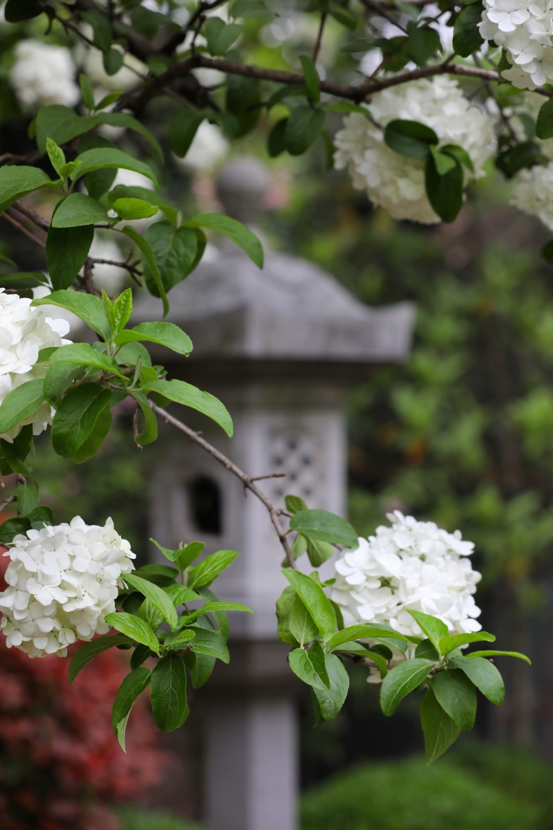 南京清凉山崇正书院木绣球盛开