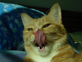我家的猫