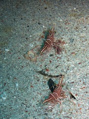IMG_1512-1