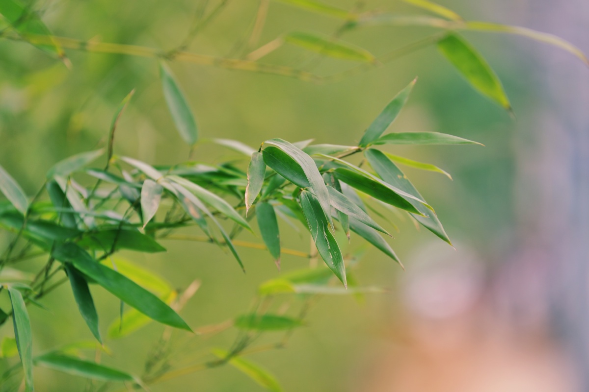 竹叶青青竹叶轻