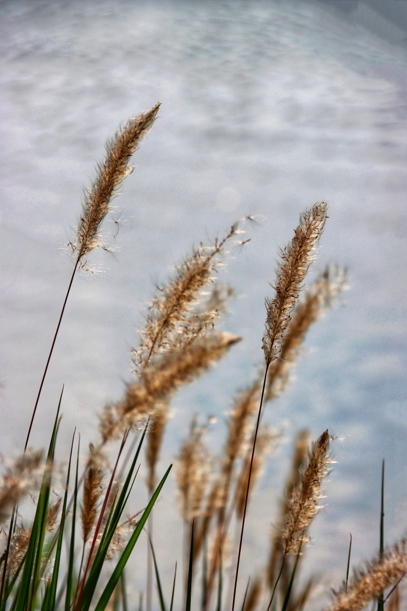 轻风摇曳芦苇花