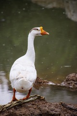72141