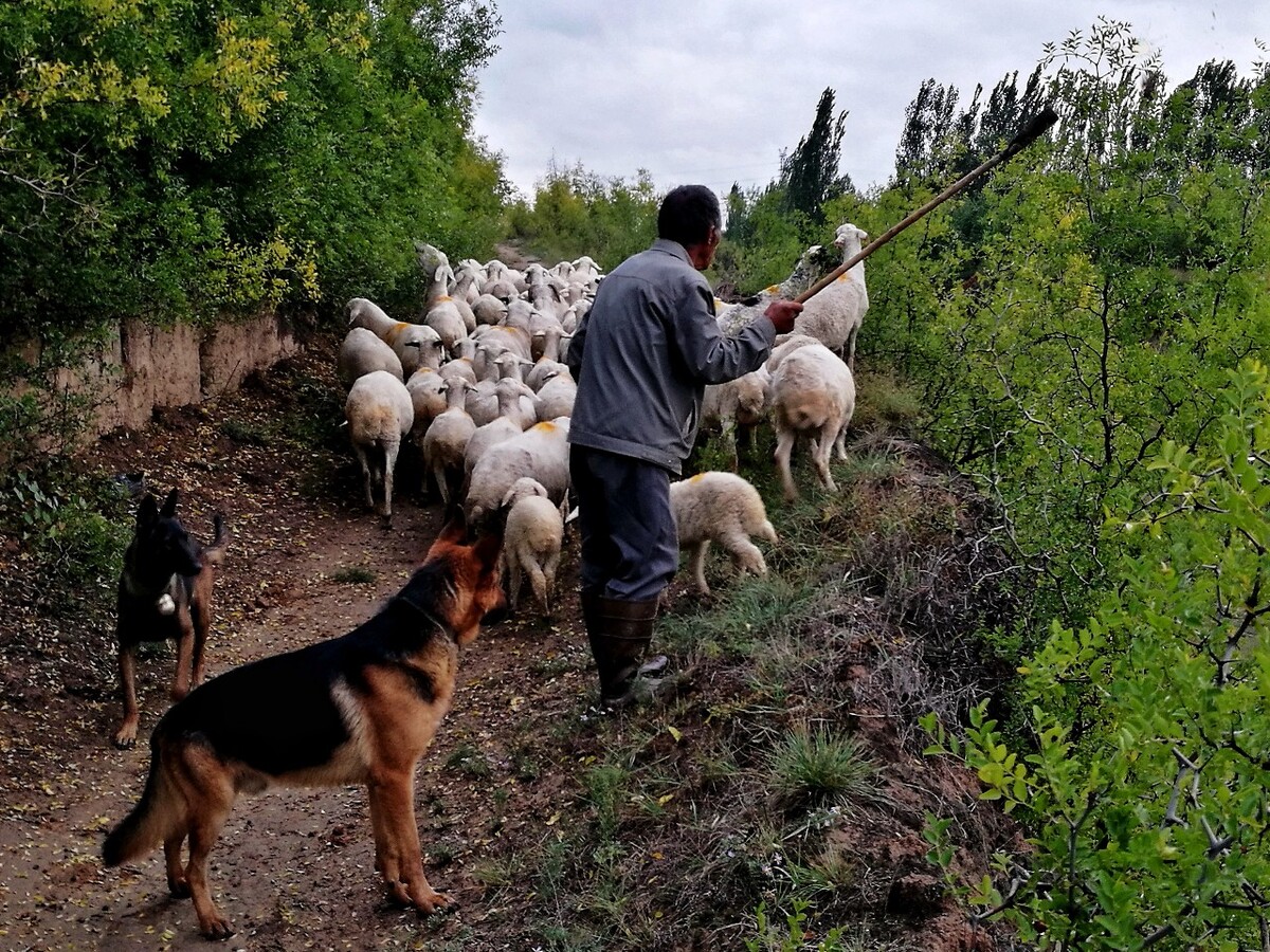 2017肉羊养殖补贴,国家补贴25-50万只绵羊养殖户