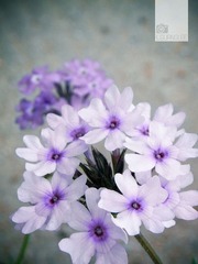 RIMG0153