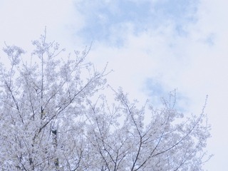 B132D9DC-7738-42D5-BF5E-063691EF3A94/L0/001