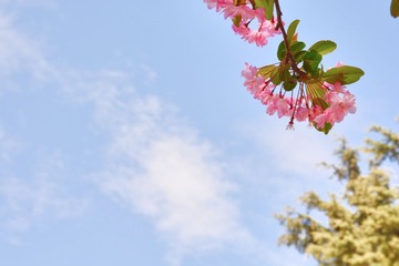 刚好法国恢复