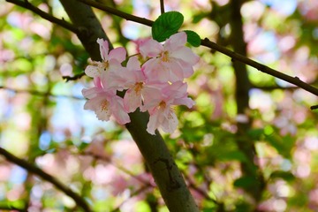 untitled淡淡的