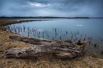 渭河湿地