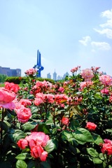 DSCF1524-2
