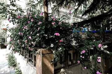 DSCF1525-2