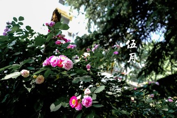 DSCF1526-2