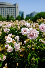 DSCF1539-2