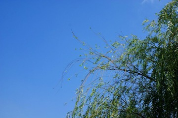 DSC04516.jpg
