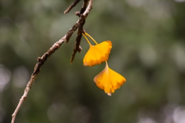 1598177