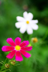 希拉穆仁草原_野菊.jpg