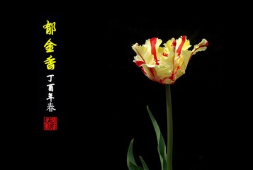 2017-4-16 中山公园 郁金香 (41)