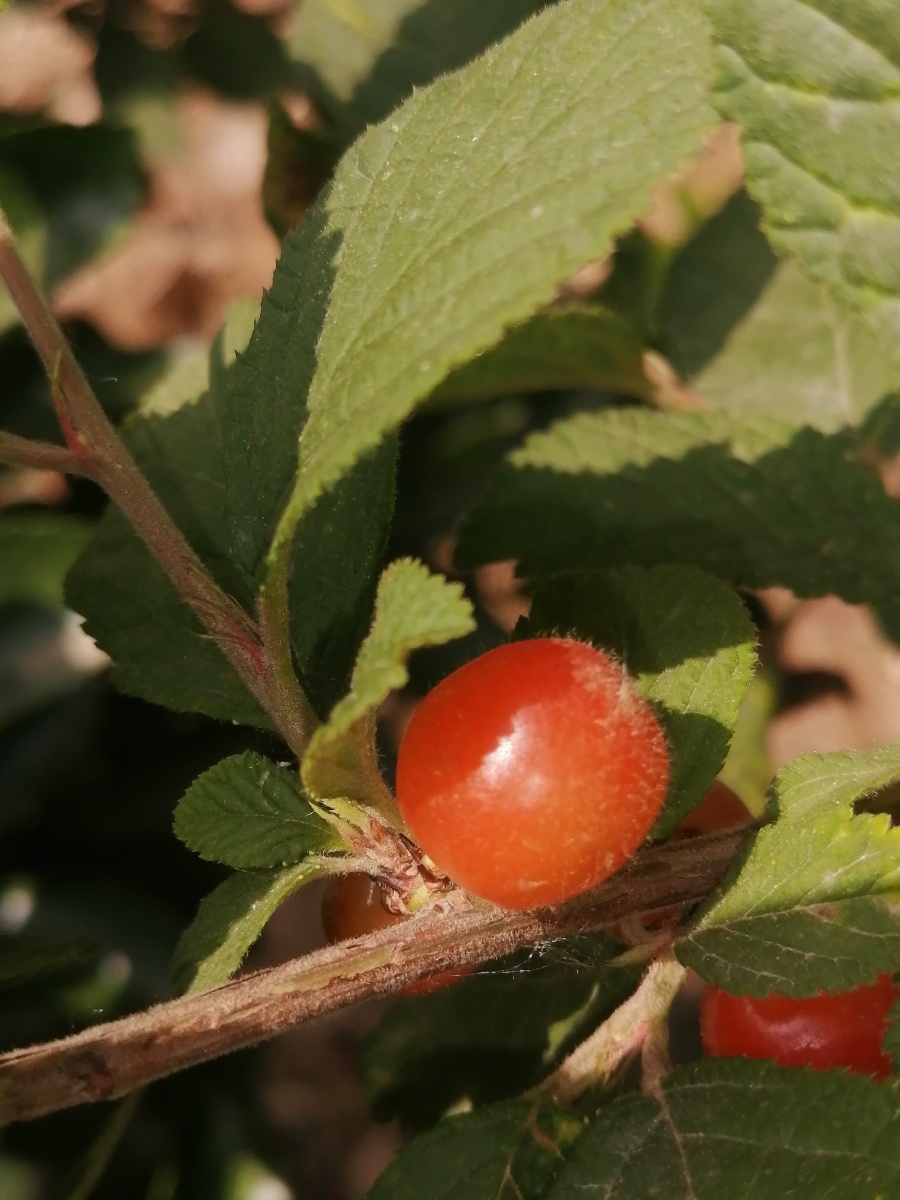 毛樱桃 - 大汉子民 - 图虫