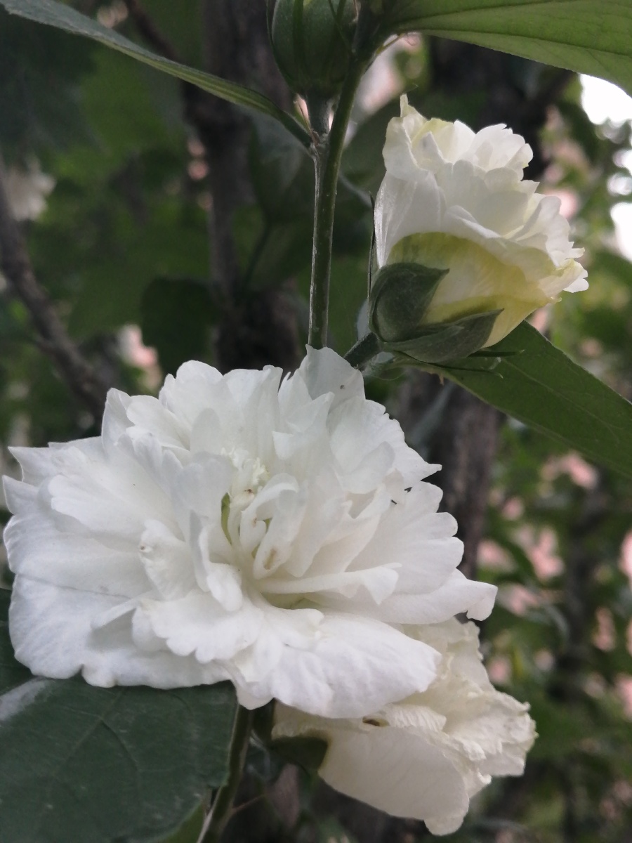 粉,白多瓣木槿花