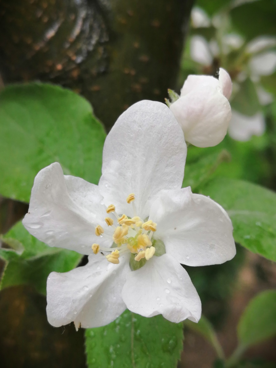 清明时节花含泪 - 大汉子民 - 图虫