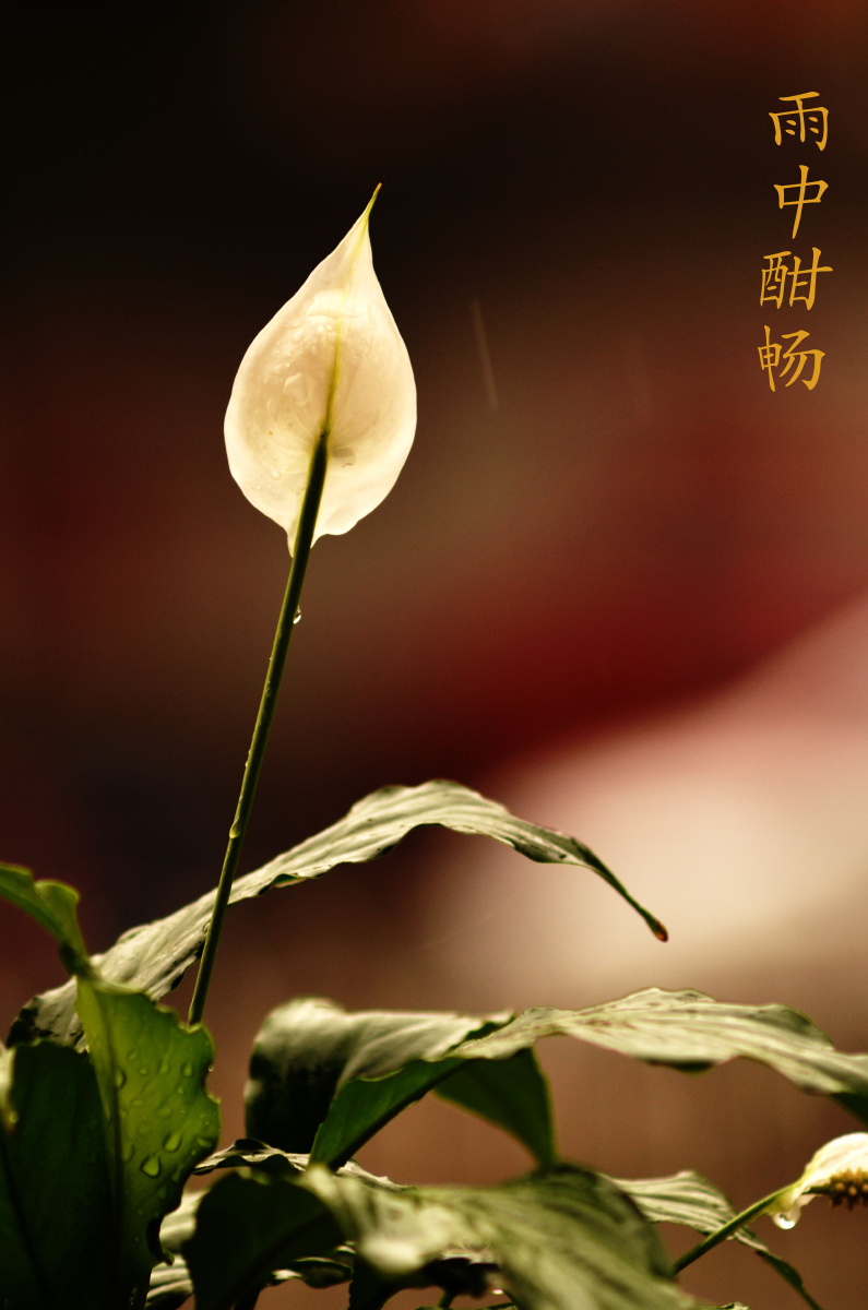 一帆风顺 br /> 风调雨顺
