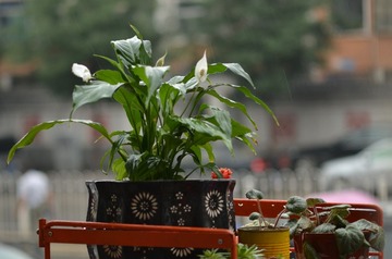 DSC_2036.JPG