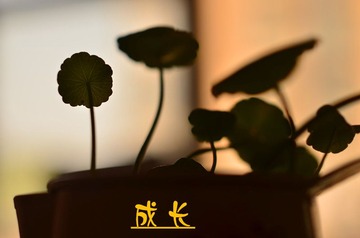 DSC_4013_