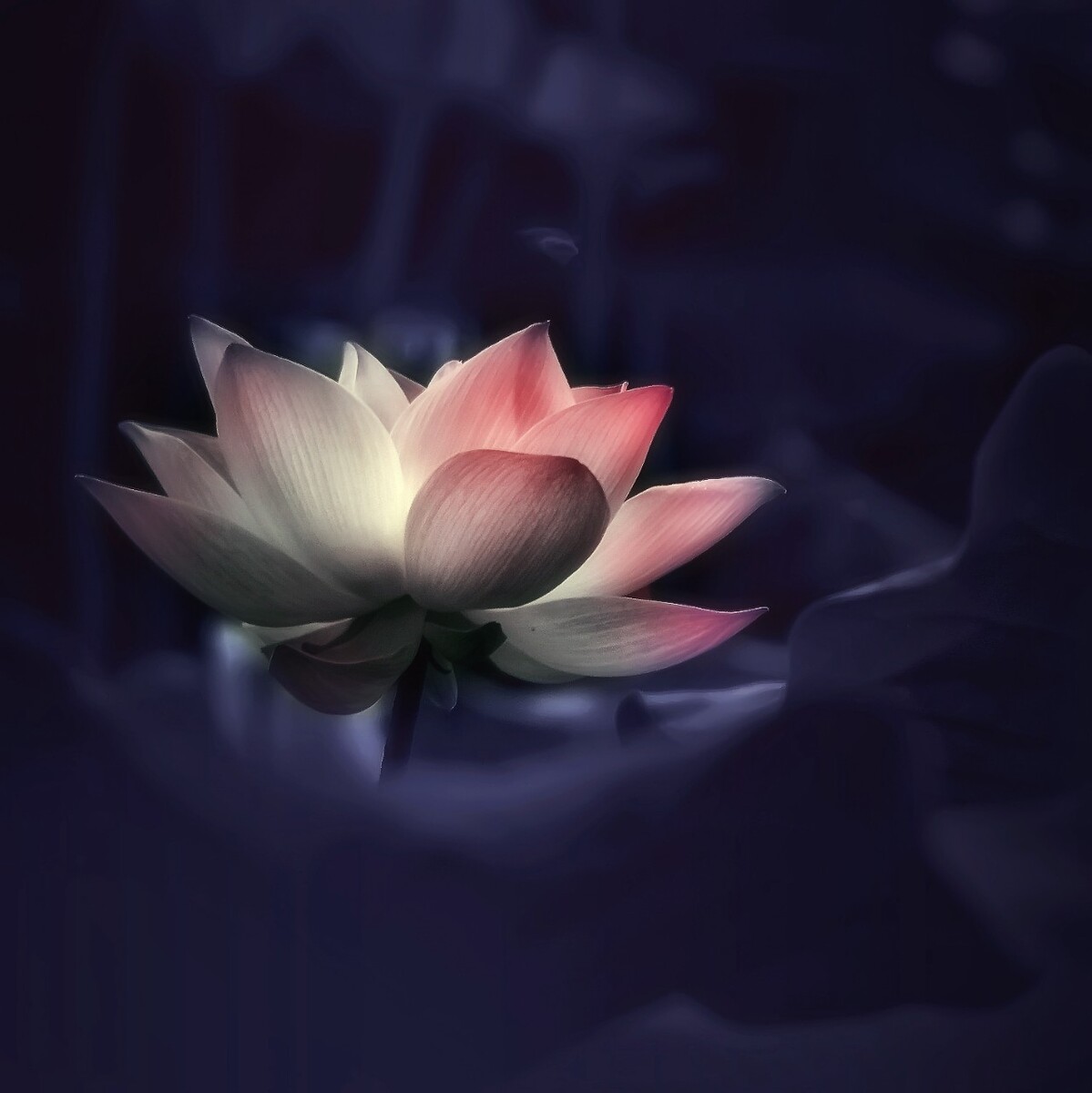 念荷