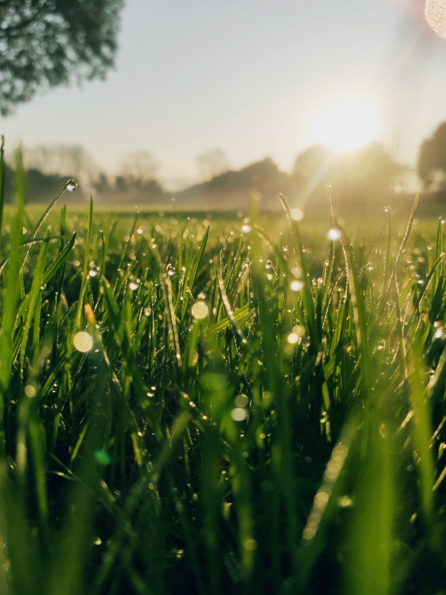 天气正好,处处透着晨露的清新