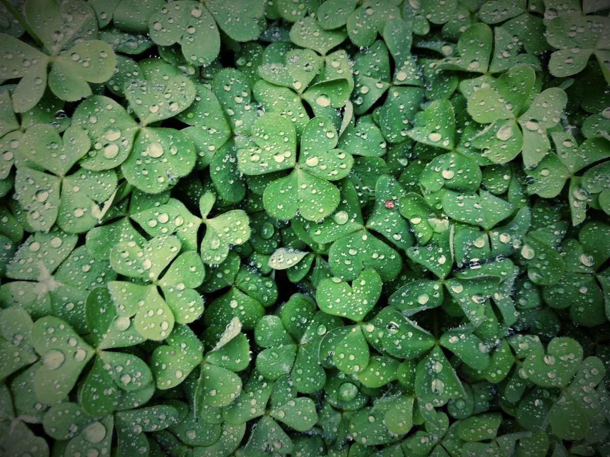 花与草 - 南下nancy - 图虫网 - 优质摄影师交流社区