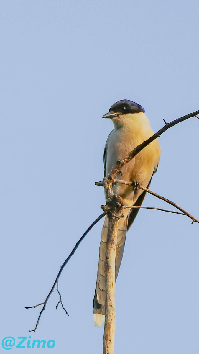 黑虎山鸟的天堂