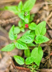6穀雨