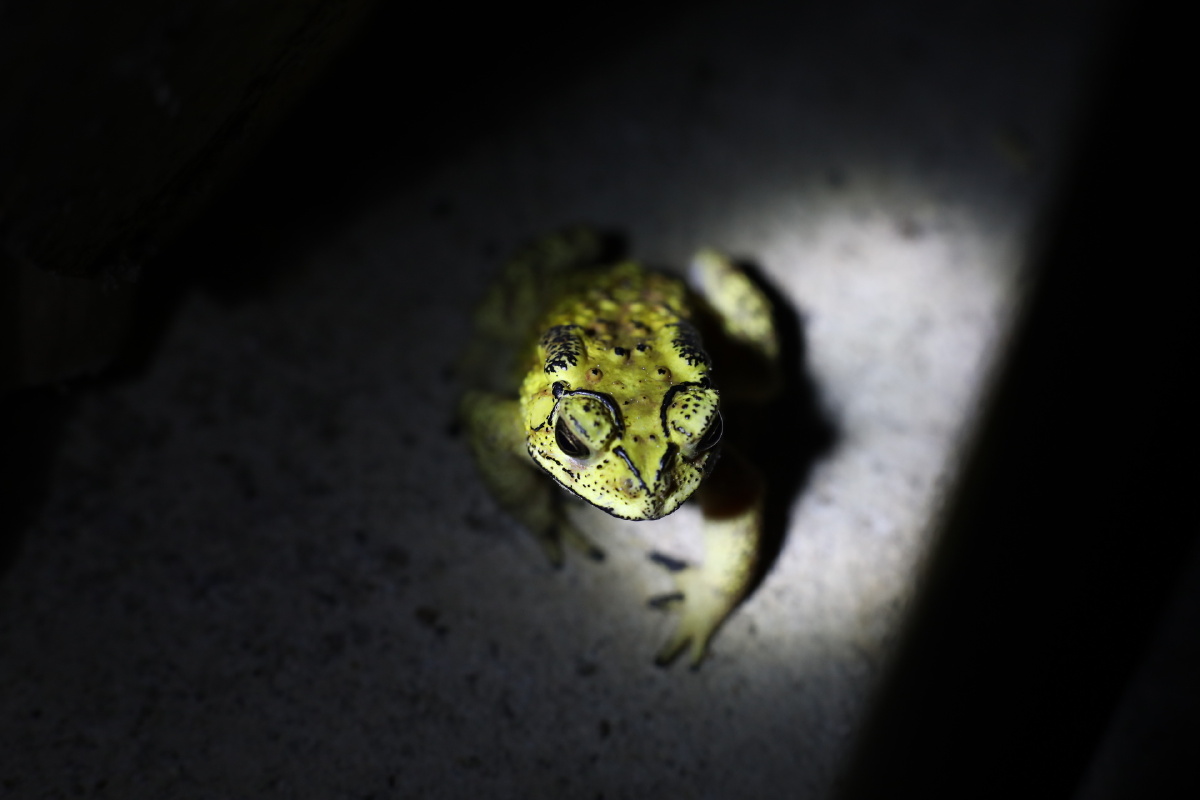 夜间出没的蛙类