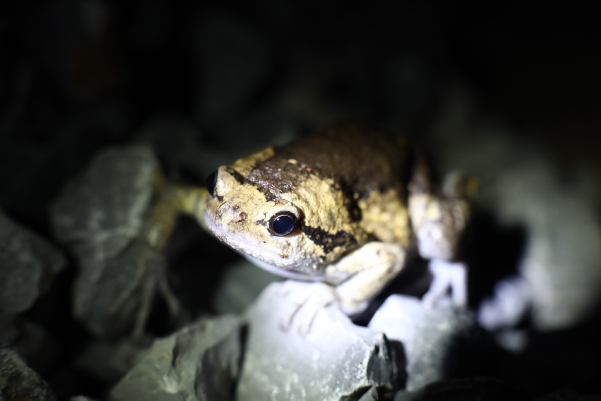 夜间出没的蛙类