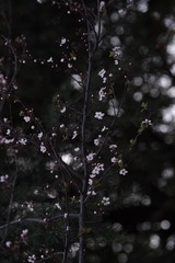 C6089E78-60A0-428C-903A-13C2E16E3A37/L0/001