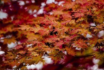 _IMG9286