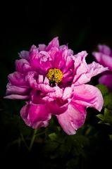 _IMG0084906