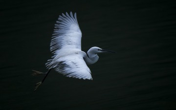 _IMG0096608