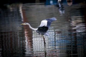 _IMG0296604