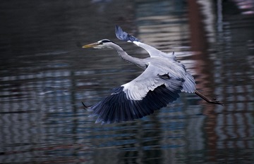 _IMG0295603