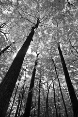 2010_1009_MortonArb_4072