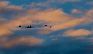 2010_1126_Cranes03_5266