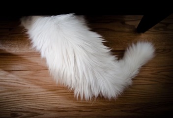 2011_Roger_8655