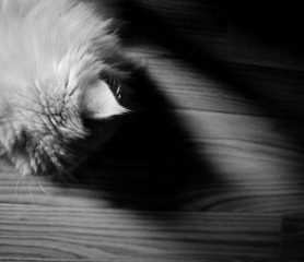 2011_Roger_8703